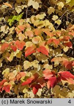 Viburnum opulus (kalina koralowa)