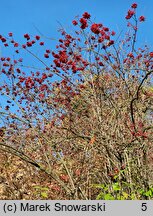 Viburnum opulus (kalina koralowa)