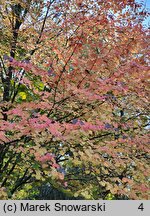 Cercidiphyllum japonicum (grujecznik dalekowschodni)