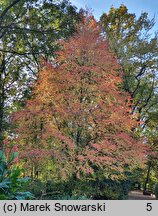 Cercidiphyllum japonicum (grujecznik dalekowschodni)