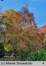 Cercidiphyllum japonicum (grujecznik dalekowschodni)