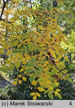 Koelreuteria paniculata (mydleniec wiechowaty)