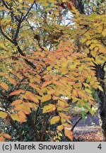 Koelreuteria paniculata (mydleniec wiechowaty)