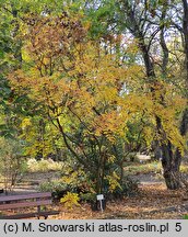 Koelreuteria paniculata (mydleniec wiechowaty)