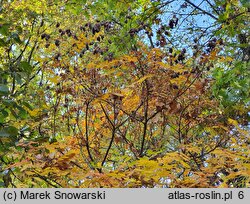 Koelreuteria paniculata (mydleniec wiechowaty)