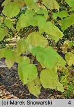 Catalpa bignonioides (surmia bignoniowa)