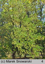 Catalpa bignonioides (surmia bignoniowa)