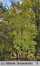 Catalpa bignonioides (surmia bignoniowa)