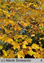 Liriodendron tulipifera (tulipanowiec amerykański)