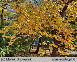 Liriodendron tulipifera (tulipanowiec amerykański)