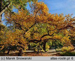 Liriodendron tulipifera (tulipanowiec amerykański)