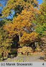 Liriodendron tulipifera (tulipanowiec amerykański)