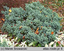 Juniperus squamata Blue Star