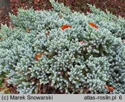 Juniperus squamata Blue Star