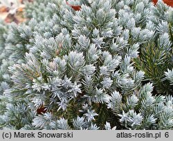 Juniperus squamata Blue Star