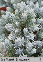 Juniperus squamata Blue Star