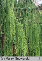 Chamaecyparis nootkatensis Pendula