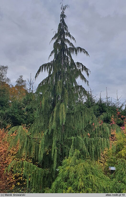 Chamaecyparis nootkatensis Pendula