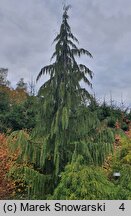 Chamaecyparis nootkatensis Pendula