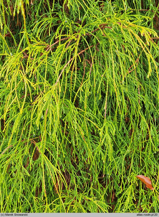 Chamaecyparis pisifera Filifera Nana