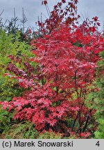 Acer palmatum Atropurpureum