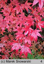 Acer palmatum Atropurpureum