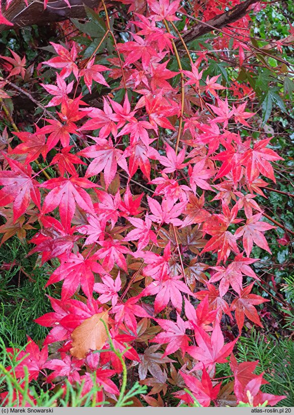 Acer palmatum Atropurpureum