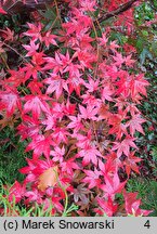 Acer palmatum Atropurpureum