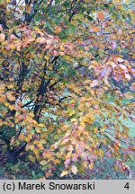 Fagus sylvatica s.str. Latifolia