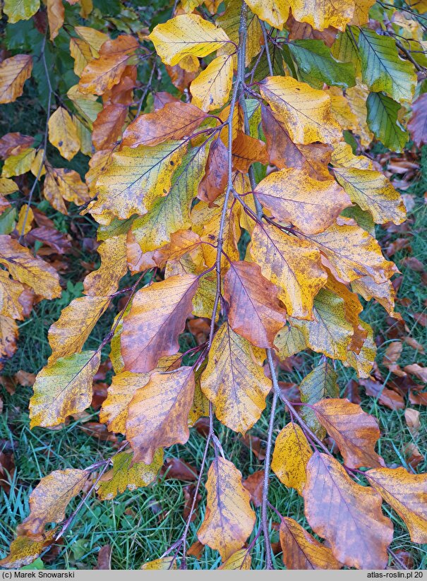 Fagus sylvatica s.str. Latifolia