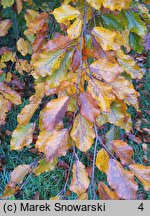 Fagus sylvatica s.str. Latifolia