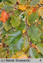 Fagus sylvatica s.str. Latifolia