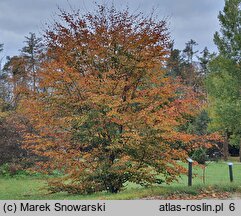 Fagus sylvatica s.str. Latifolia