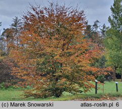 Fagus sylvatica Latifolia