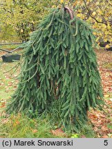 Picea abies Frohburg