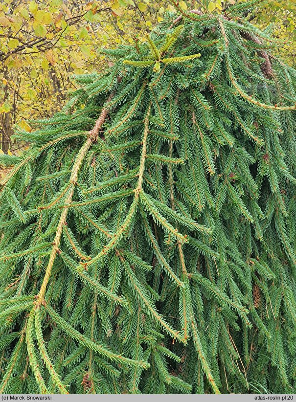 Picea abies Frohburg