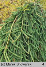 Picea abies Frohburg