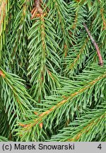 Picea abies Frohburg