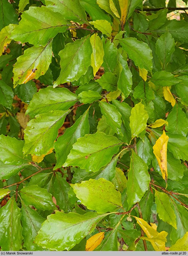 Fagus sylvatica s.str. Dentata