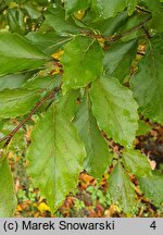 Fagus sylvatica s.str. Dentata