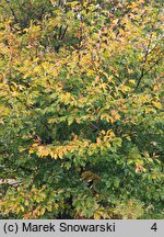 Fagus sylvatica s.str. Dentata