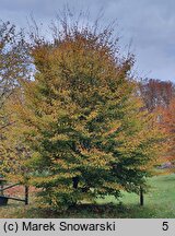 Fagus sylvatica s.str. Dentata