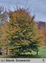 Fagus sylvatica Dentata