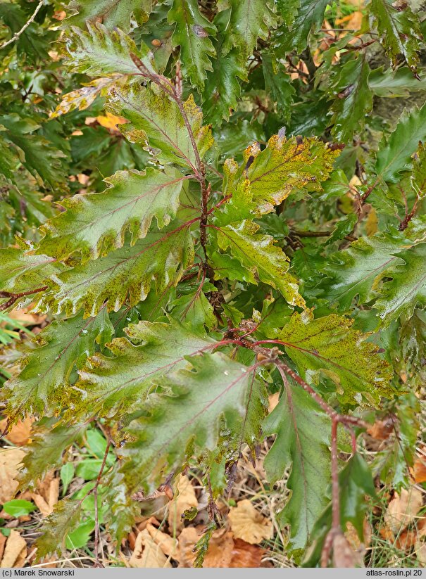 Fagus sylvatica s.str. Rohanii