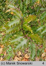 Fagus sylvatica Rohanii