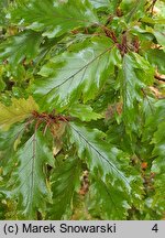 Fagus sylvatica s.str. Rohanii
