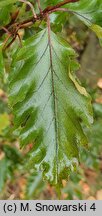 Fagus sylvatica s.str. Rohanii