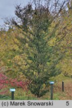 Fagus sylvatica s.str. Rohanii