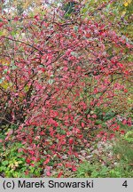 Cotoneaster niger (irga czarna)