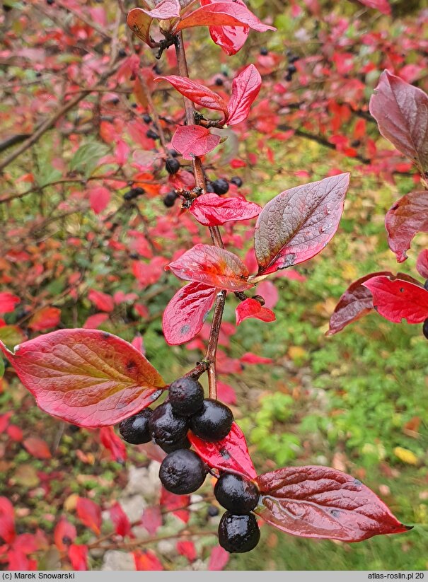 Cotoneaster niger (irga czarna)